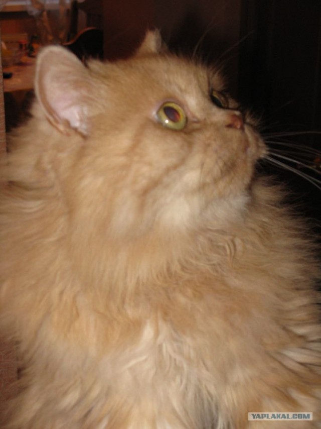 Котовторник 10. 07. 2012