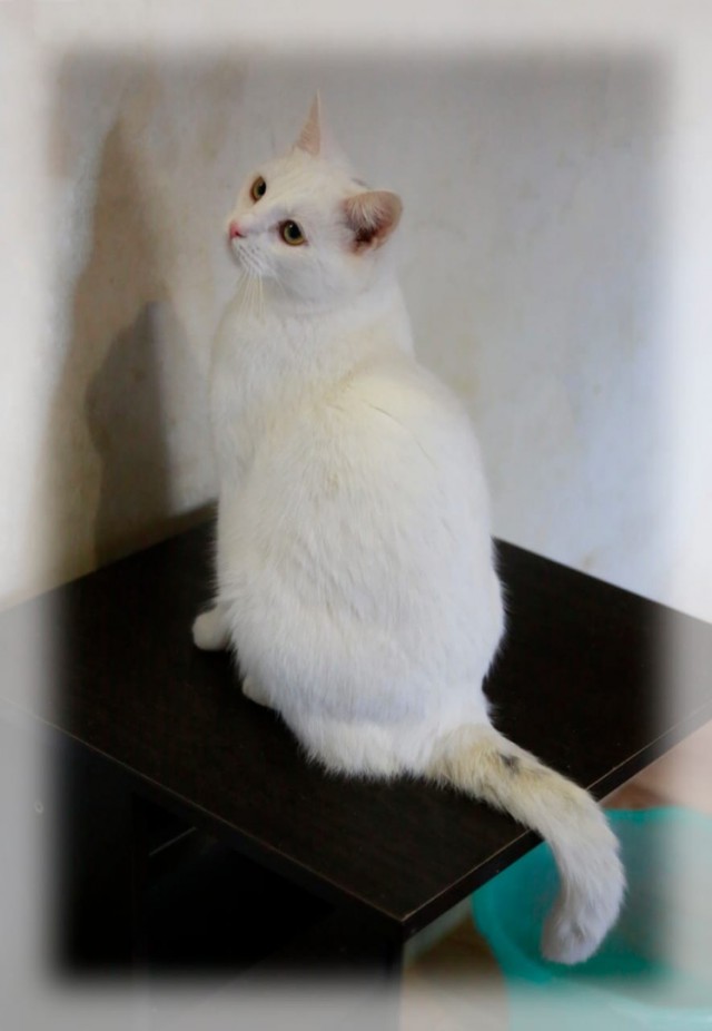 Прикольных котов пост