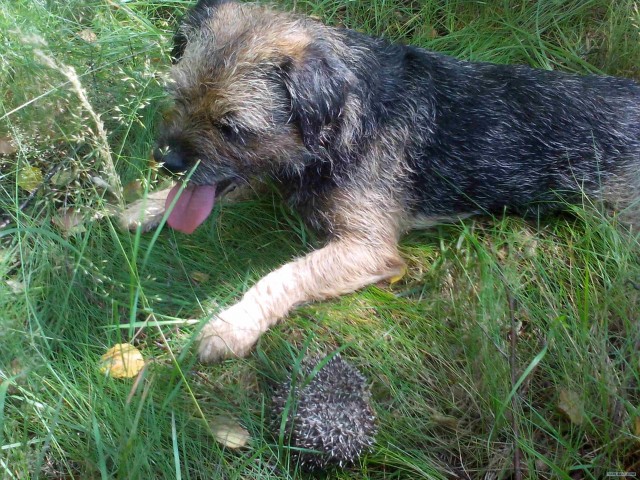 Собакочетверг