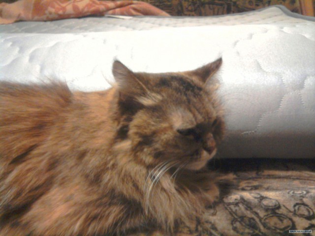 Котовторник 30.10.2012