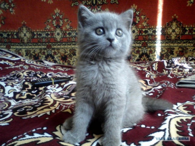 Котовторник 12.02.13