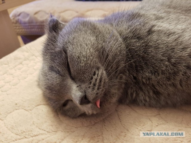 Котовторник 26.02.2019