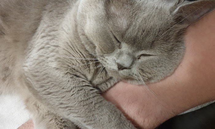Котовторник 19.03.2019
