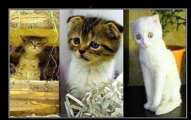 Медики объяснили, почему нельзя спать с кошкой