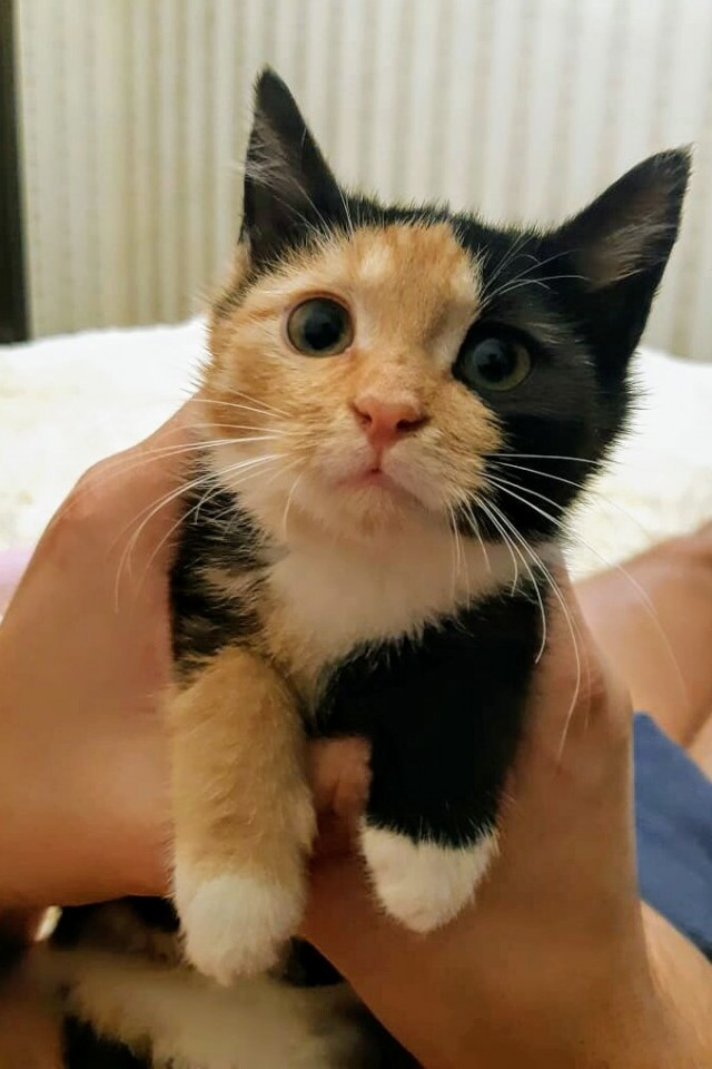 Забавные фото котеек