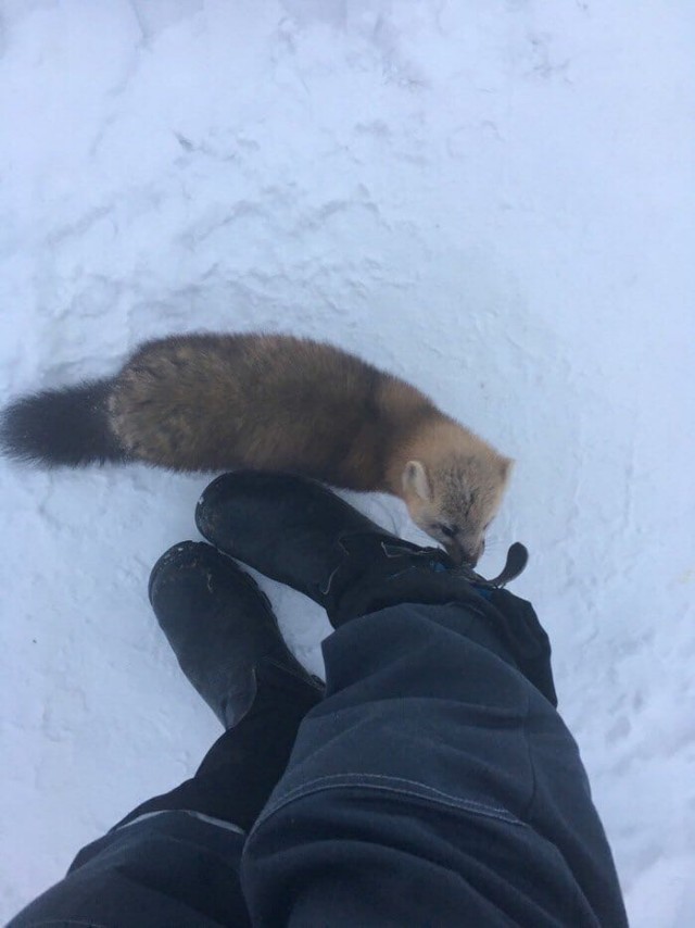 Живность из сети