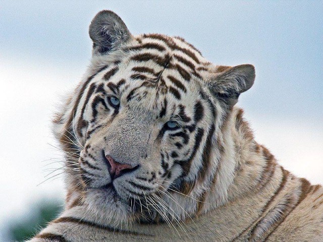 Дикий котовторник 14.01.20