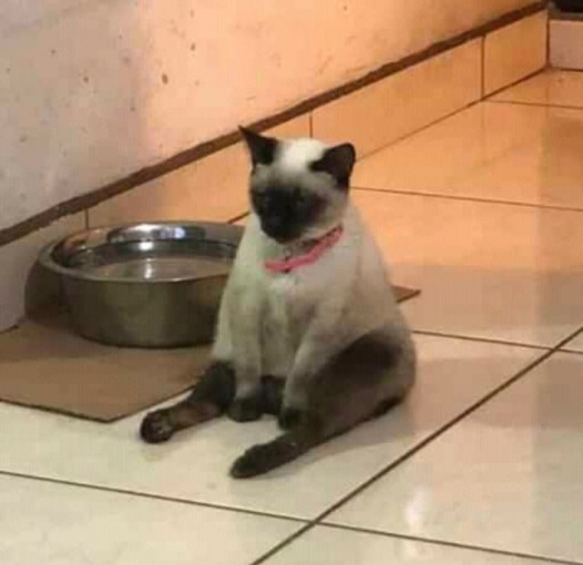 Котики