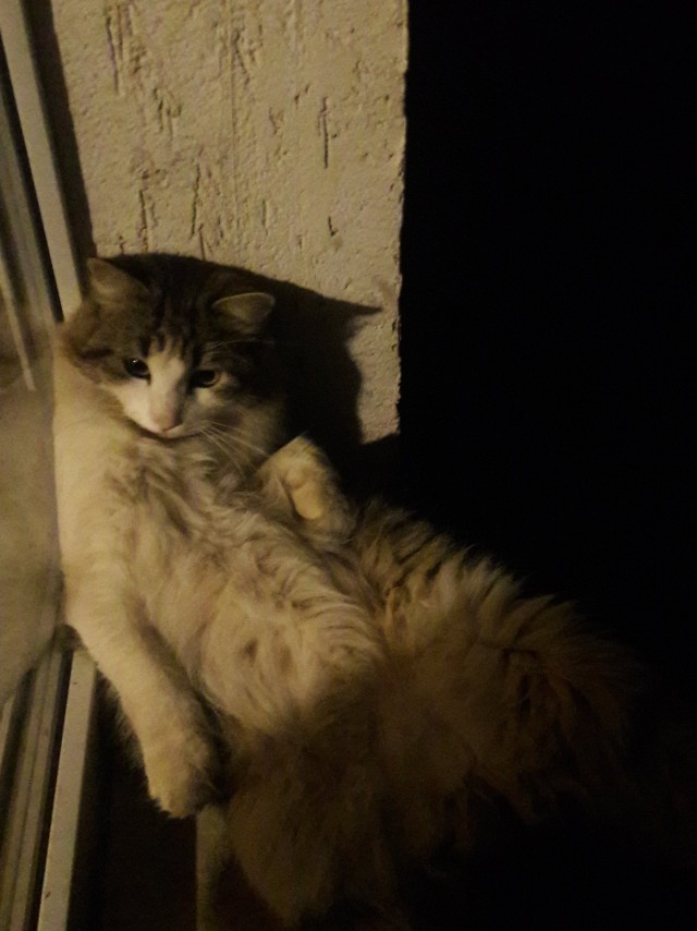 Котопост. Просто антикризисный котопост