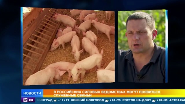 Короткий эпизод из фильма "Mirror Mirror". В российском варианте "Белоснежка: Месть гномов"