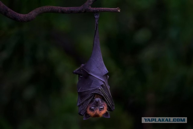 Китайская кухня. Суп по-пекински