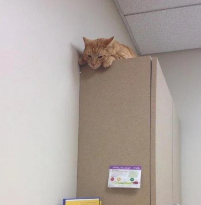 Коты в кабинете у ветеринара