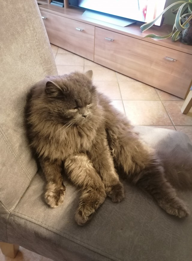 Котовторник 20.10.20