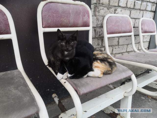 Котовторник 17.11.20
