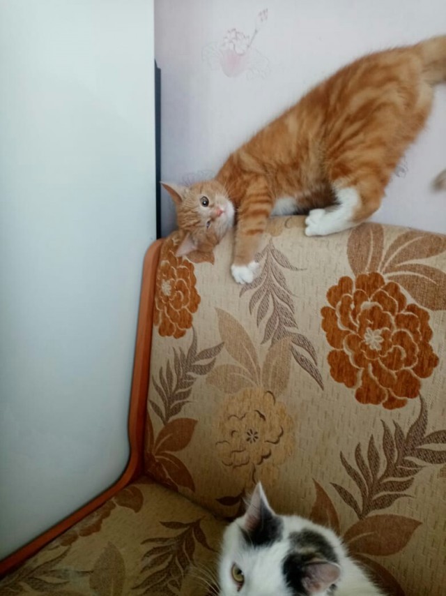 Котовторник же!