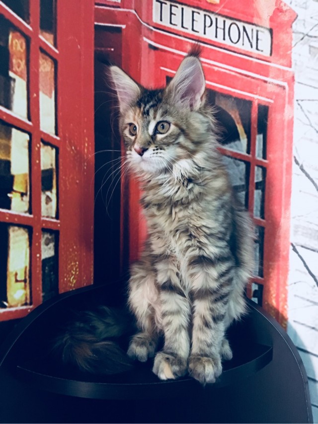 С котовторником!