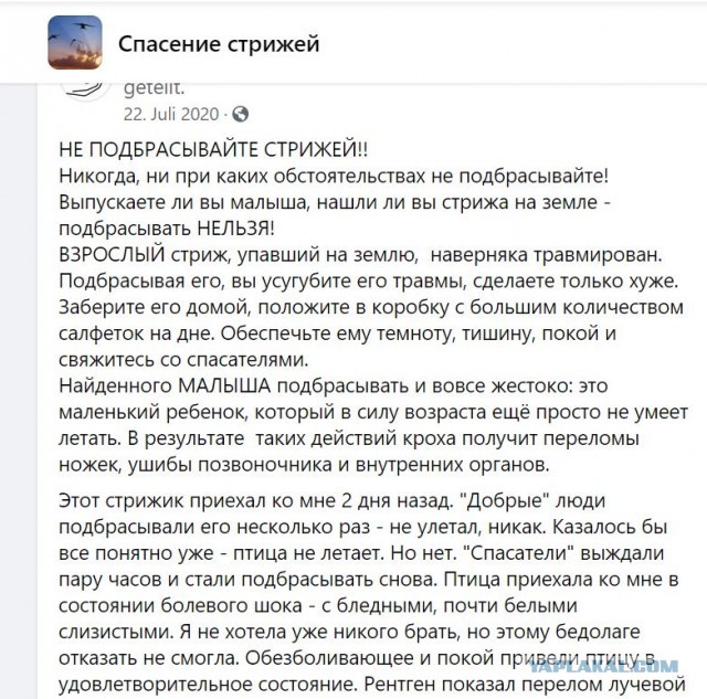 Сколько стриж может без еды