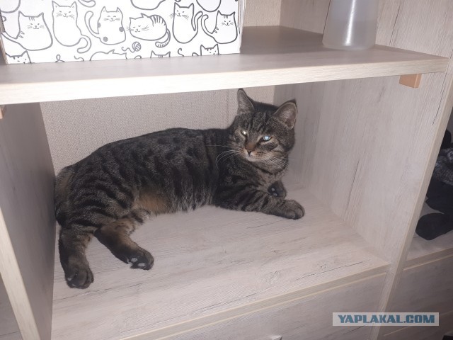 Котовторник