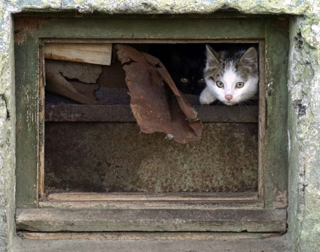 Котовторник так котовторник