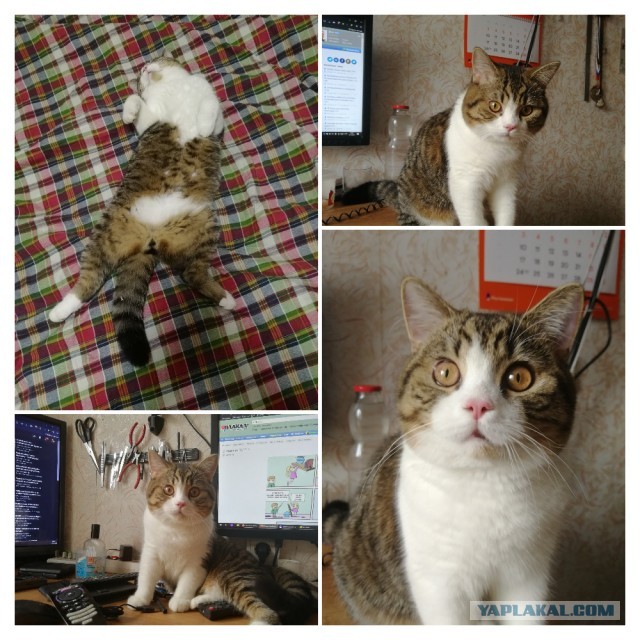 Вторник. Котэ. Пора
