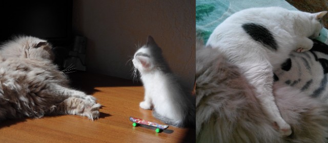 МИРУ - МИР ! Котикам - котовторник !