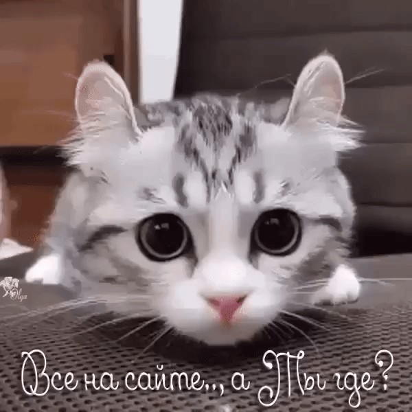 Весёлые картинки 13.04.2022