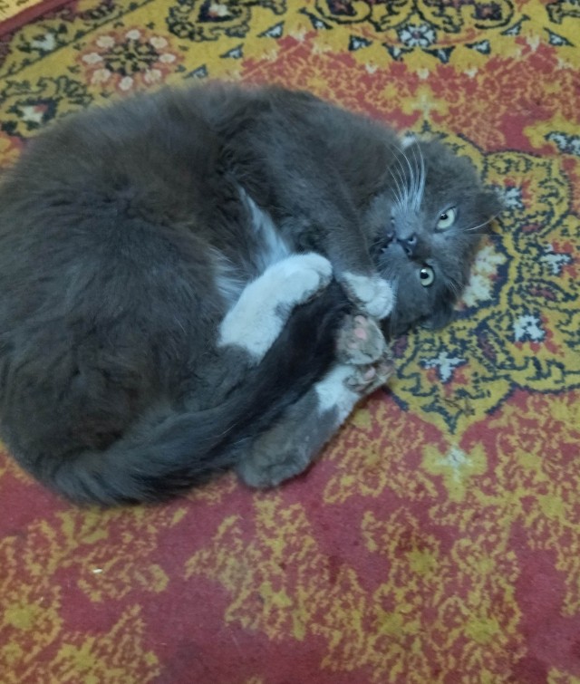 Кот наркоман