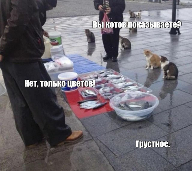 Апельсиние цветы