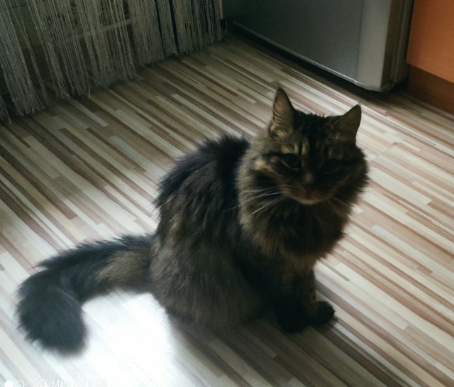 Только мы с котом вечером вдвоем…