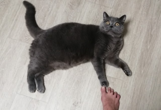 Котовторник. Немного сицилийских котов.