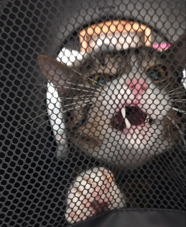 Начну котовторник чуть раньше!