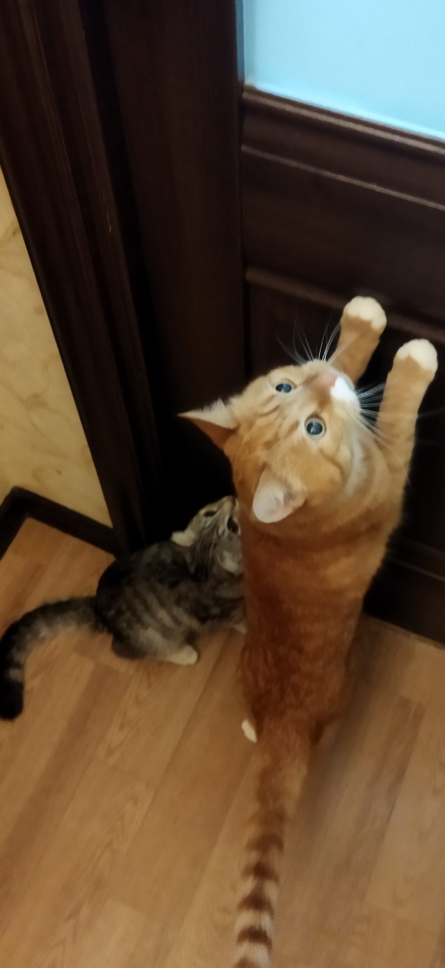 Чебуречная