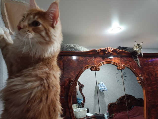 Кошка