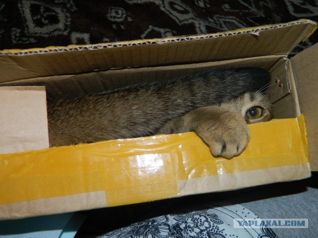 Котовторник  19.03.2013