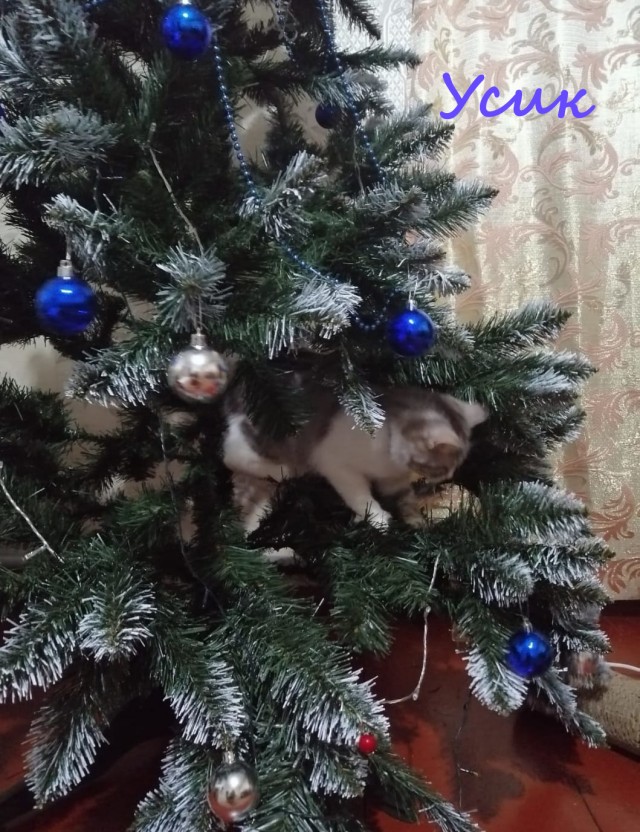 Жизнь домашнего приюта "Котоленд" 367