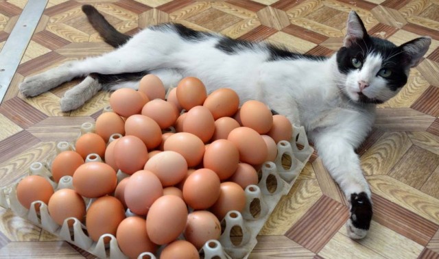 Кошачьи истории