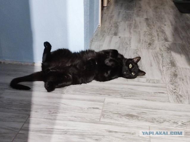 Коточетверг!