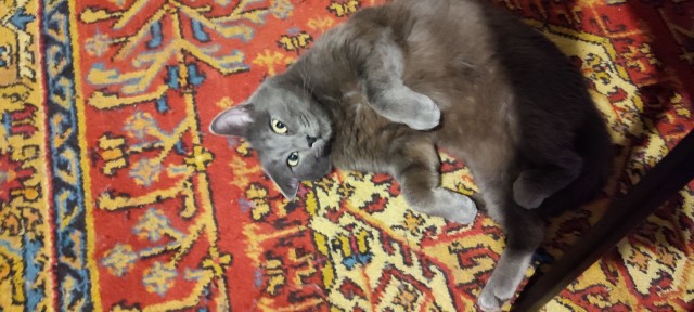 Кот Тимофей