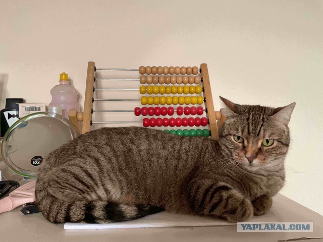 Котовторник