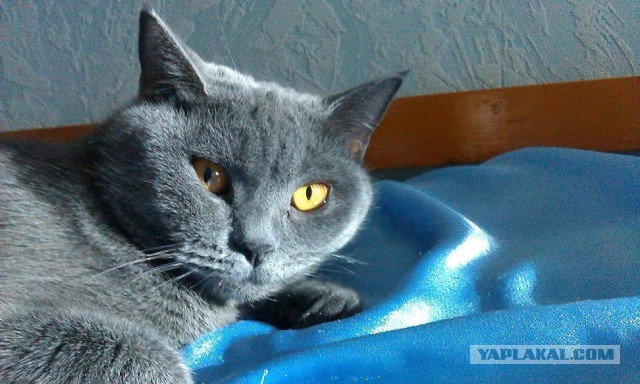 Котовторник 09.04.2013
