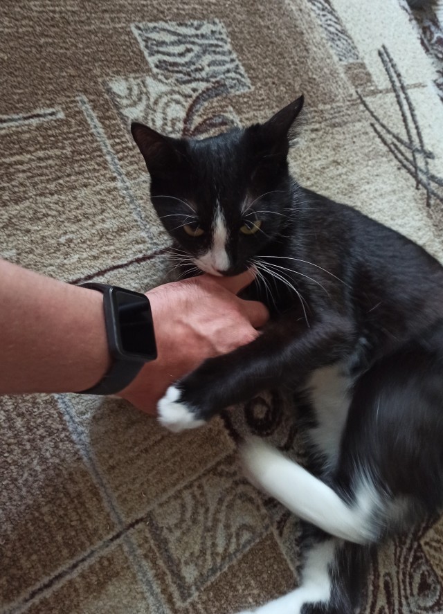 Не прошёл мимо котёнка