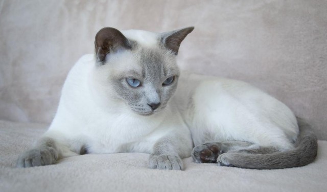 Эти кошки упрямее барана: ТОП-7 пород со скверным характером