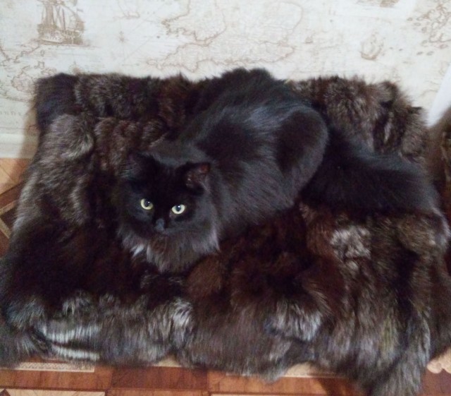 К - Котовторник ☺ Пополнение