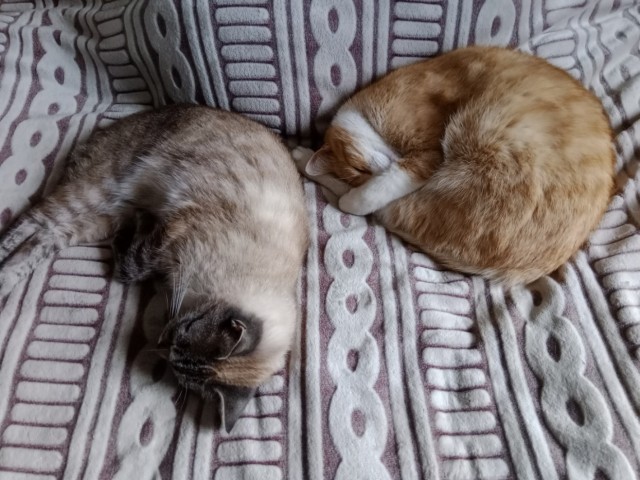 Кот взятый с дачи. Продолжение