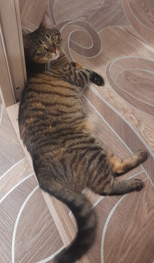 Год назад мы стали рабами (котовторник)