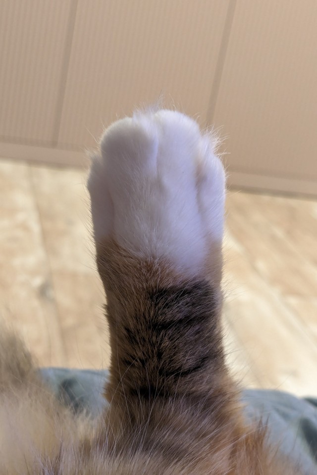 Всем кота за мой счёт. Я настаиваю