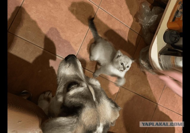 Все собаки дураки!