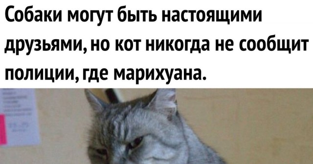Мой казяин пришёл ....