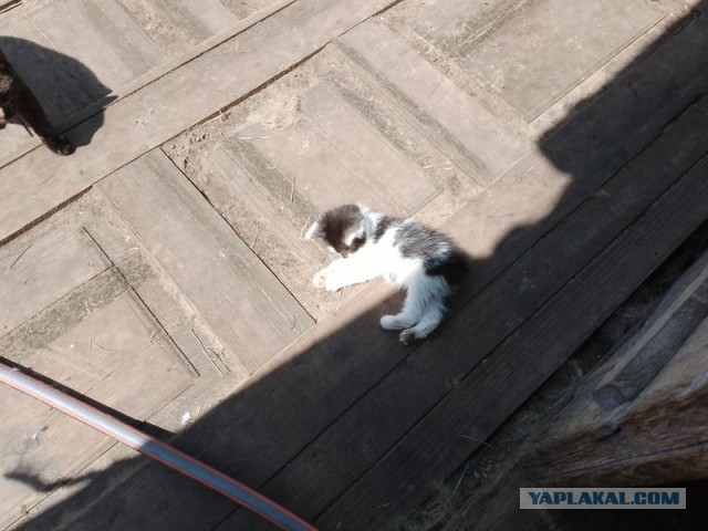 Жизнь домашнего приюта для котеек 499