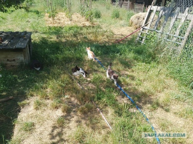 Жизнь домашнего приюта для котеек 503